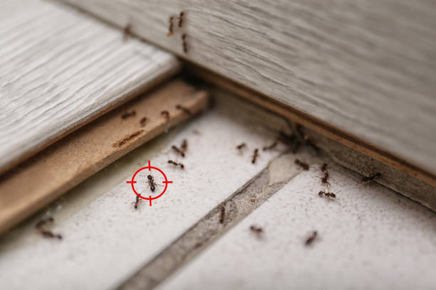Best Ant Control Services  in Riverdale Park, MD