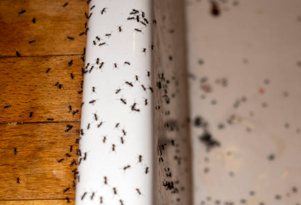 Best Affordable Pest Control Services  in Riverdale Park, MD